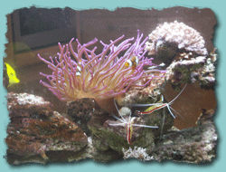 Bild Aquarium