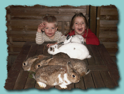 Bild Kaninchen